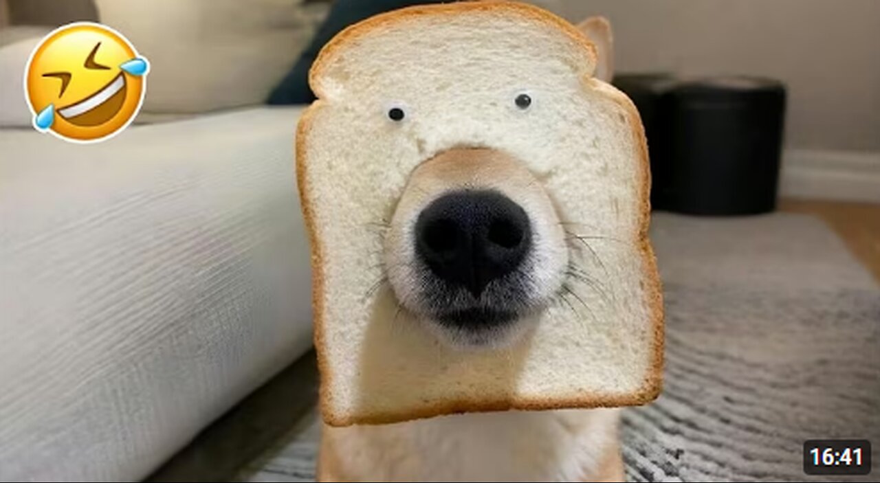 Best of Funny Animals 2025 😹🐾 | Non-Stop Laughs Guaranteed!