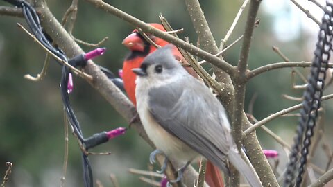 Tufted Titmouse and Cardinal