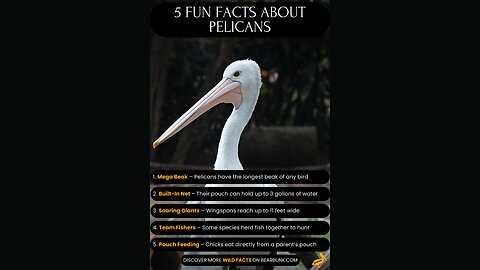 5 Fun Facts About Pelicans