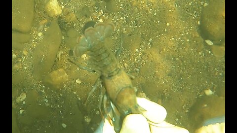 Catching California Crawdads the Fun Way