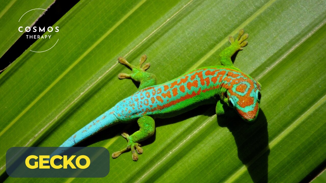 Amazing Facts About Geckos | A Short Documentary | Wildlife