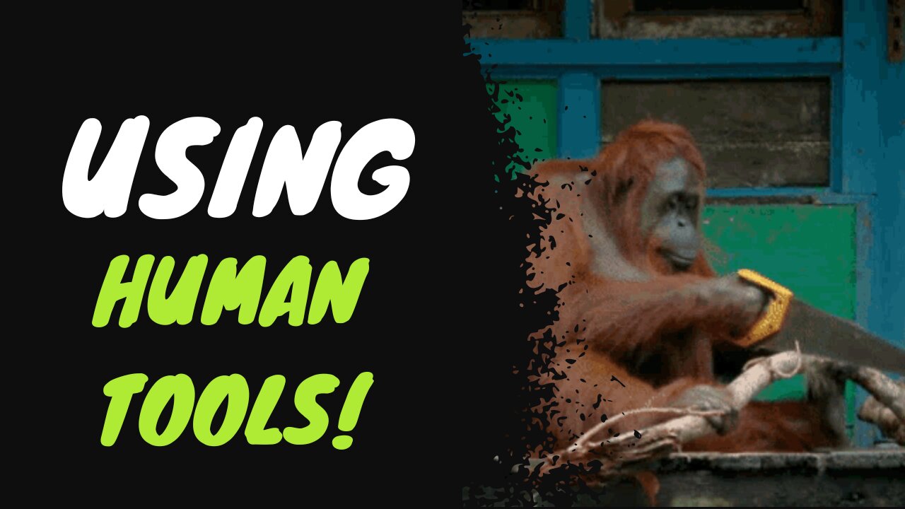 Monkey Marvels Using Tools Like Us Humans! 🐒