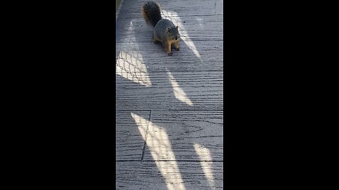 Squirrel 🐿️ #squirrel #viral #trending #followme #shorts