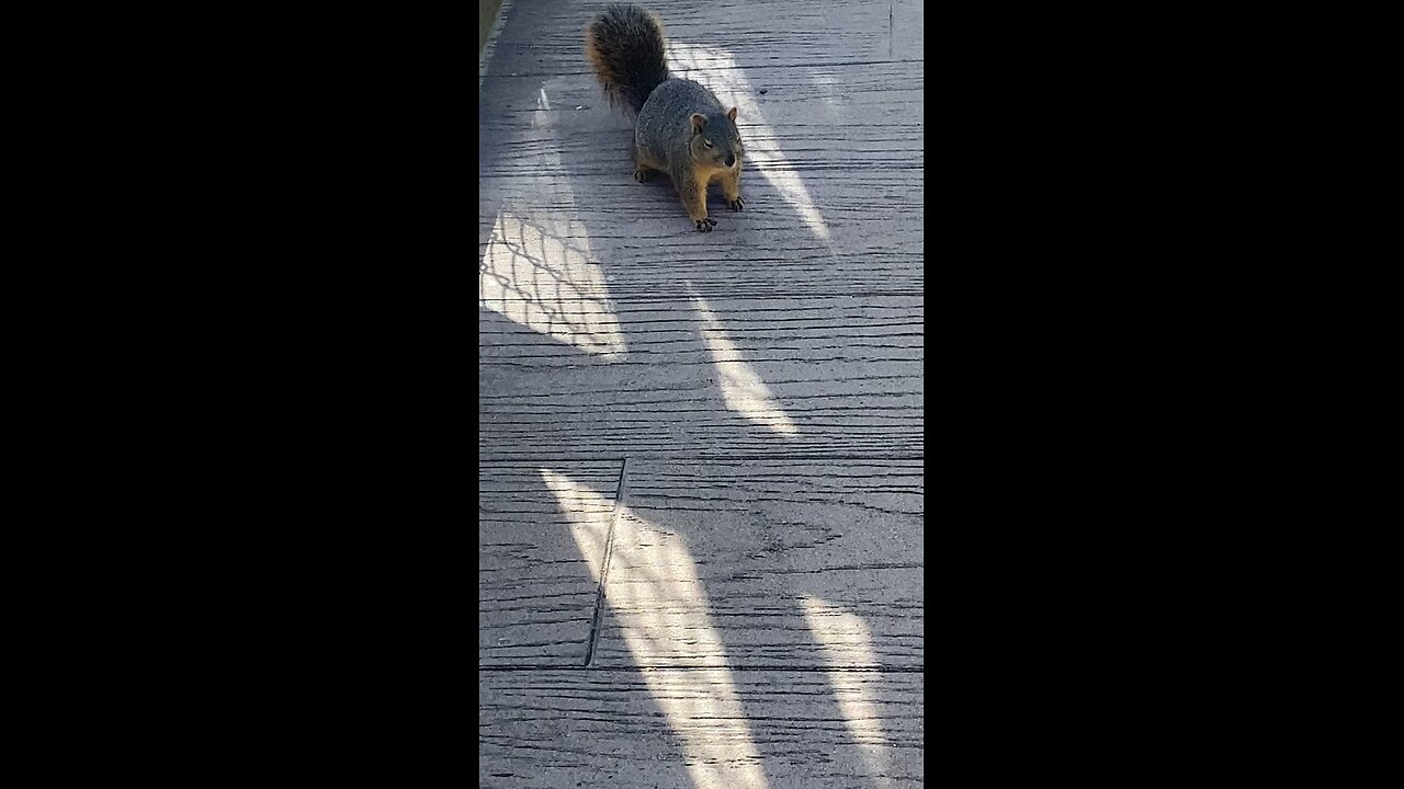Squirrel 🐿️ #squirrel #viral #trending #followme #shorts
