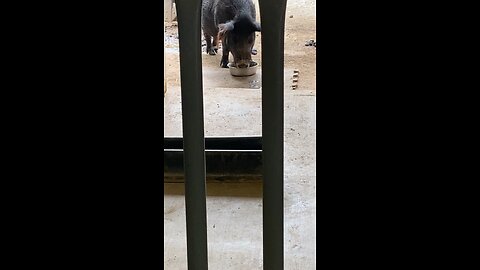 Pig 🐖 #pig #feeding #followme #trending #shorts