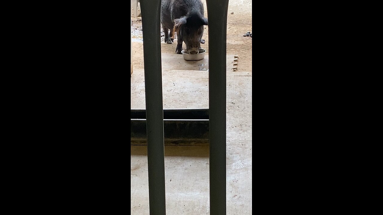 Pig 🐖 #pig #feeding #followme #trending #shorts