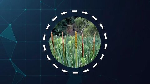 This Perennial Crop Could Feed Millions (Don't Starve)