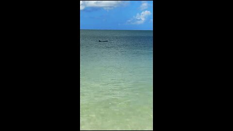 Livestream Highlight | Dolphins at Barefoot Beach!
