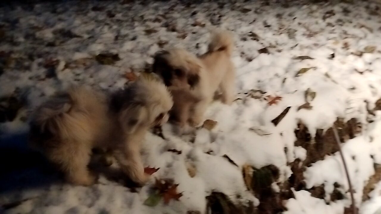 puppies first snow!!