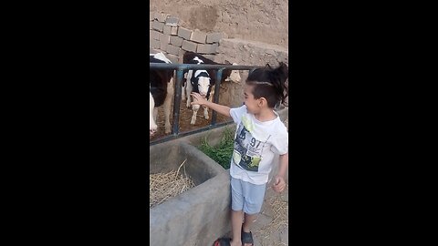 Kasra gaming with cow's