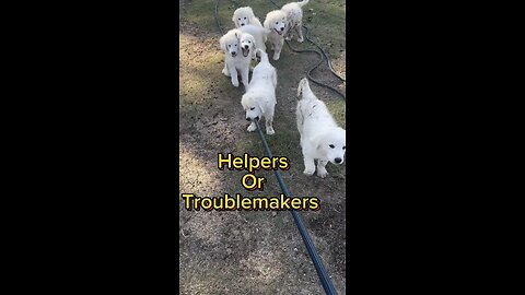 Puppy mischief!