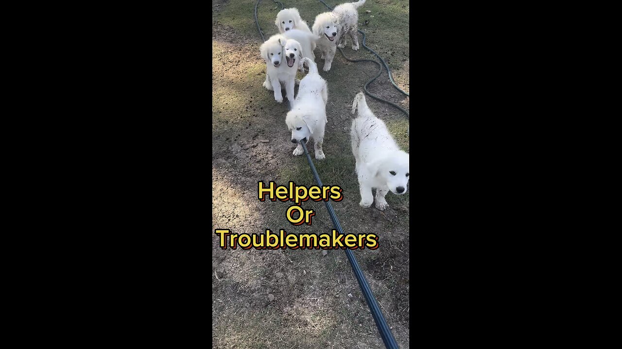 Puppy mischief!