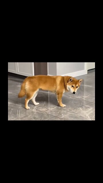 Dog Snoring Compilation That Looks Like It's Right Out Of The Cartoons