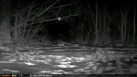 Deer Cam Rabbit In The Snow 01 30 2026 Game Cam Trail Camera