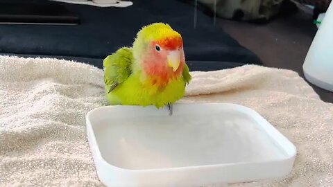 peach faced lovebird❤️