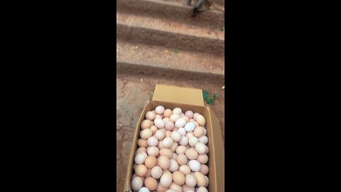 Monkey New Funny Video #short, #Comedy, #Pets, #cat, #dogs, #monkey
