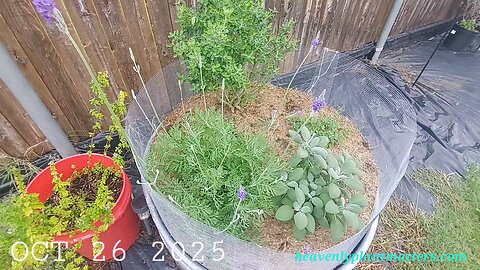 52 Sundays! Last October Weekend