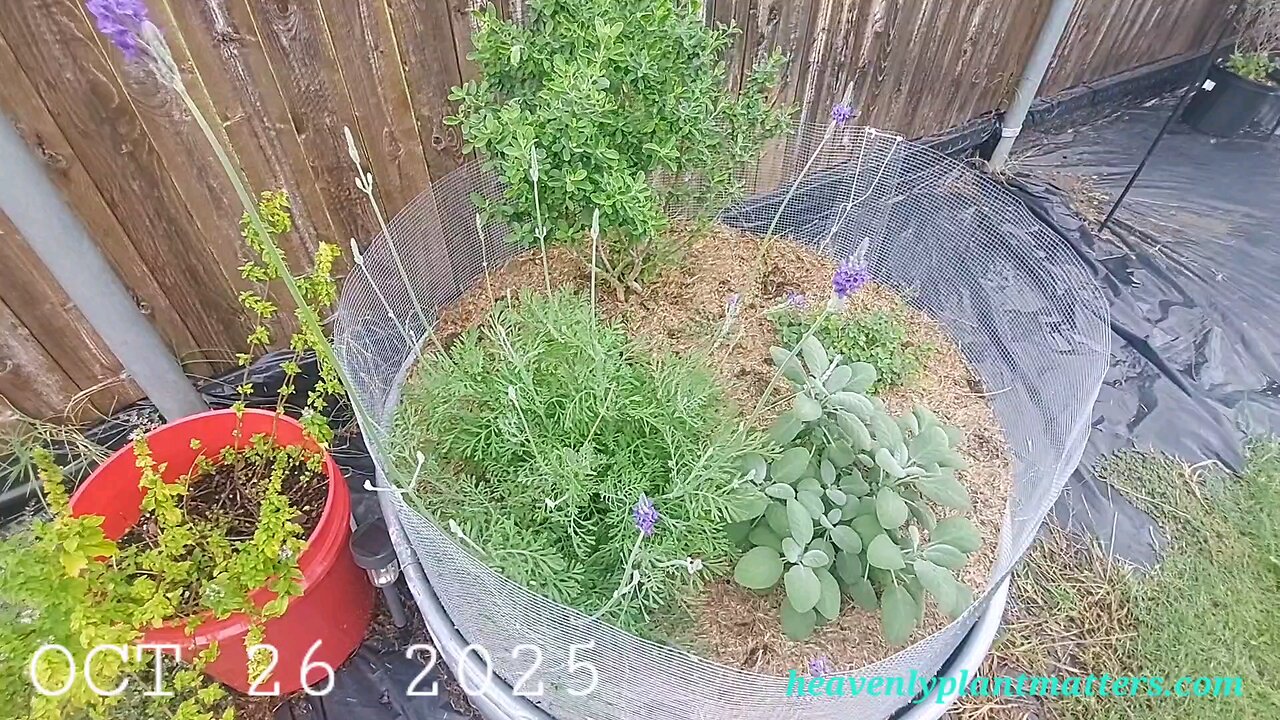 52 Sundays! Last October Weekend