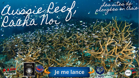 🐠 Aussie Reef, Racha Noi, L'Aventure Dérivante au Cœur du Corai