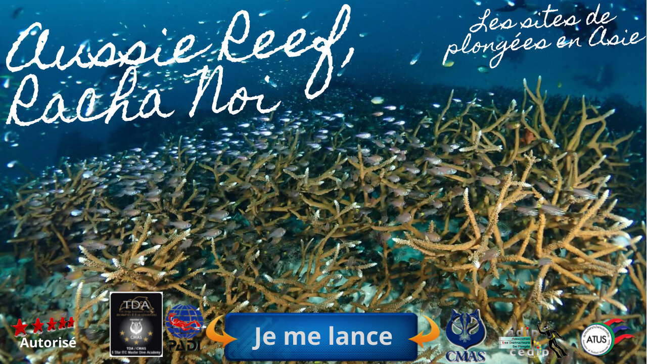 🐠 Aussie Reef, Racha Noi, L'Aventure Dérivante au Cœur du Corai