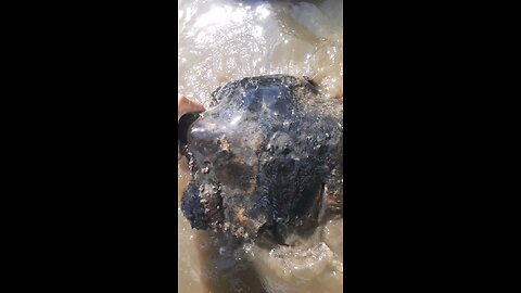 bison skull cap found hiding in the river amongst some rocks