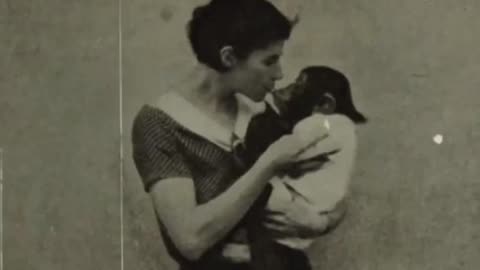 Intelligence Study VS White Nature