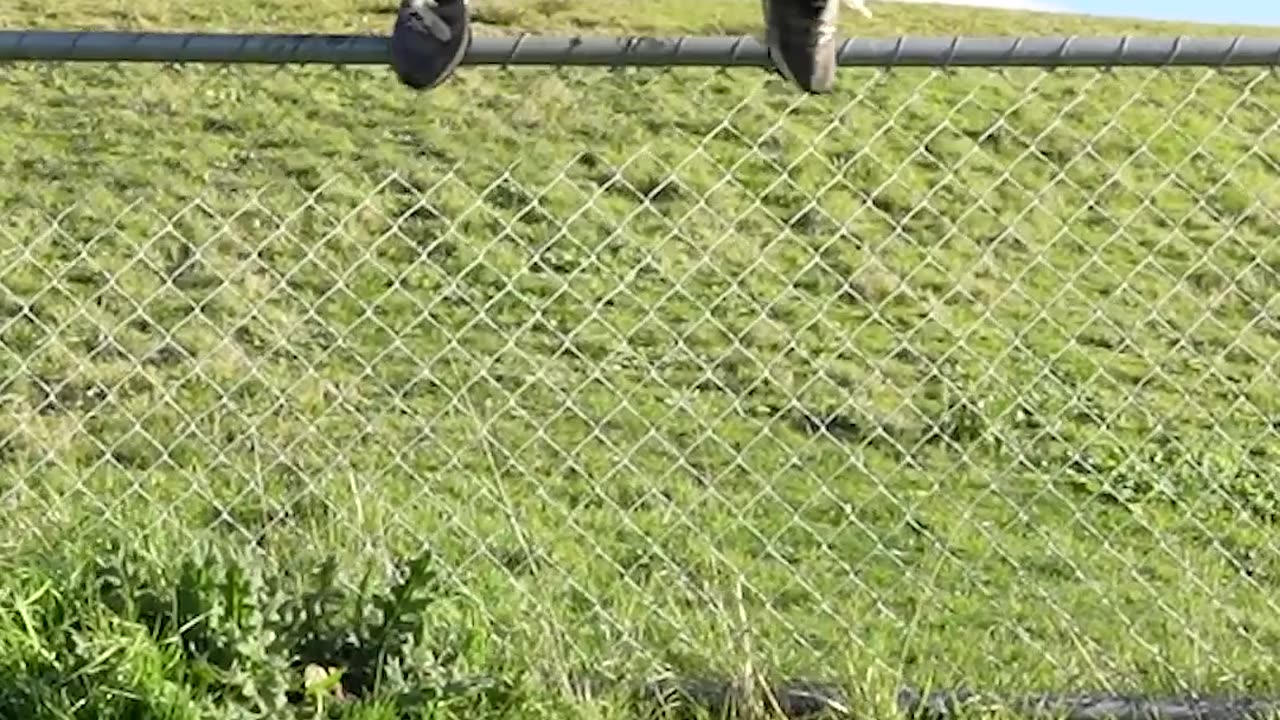How Animals Get Over a Fence (With Emojis) 😂 - ClickHive