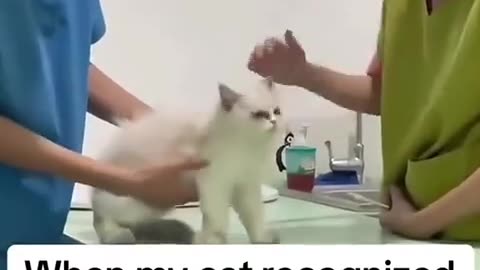 🤯✨ The Incredible Life of a Vet! | FeedMyCuriosity