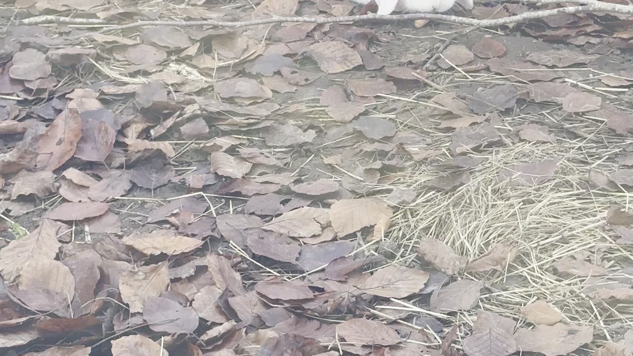 our bunnies find a new tunnel to explore! 🕳️🐇