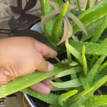 ALOE VERA HEALTH BENEFITS