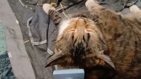 The Most Satisfying Cat Grooming Video You’ll Watch Today