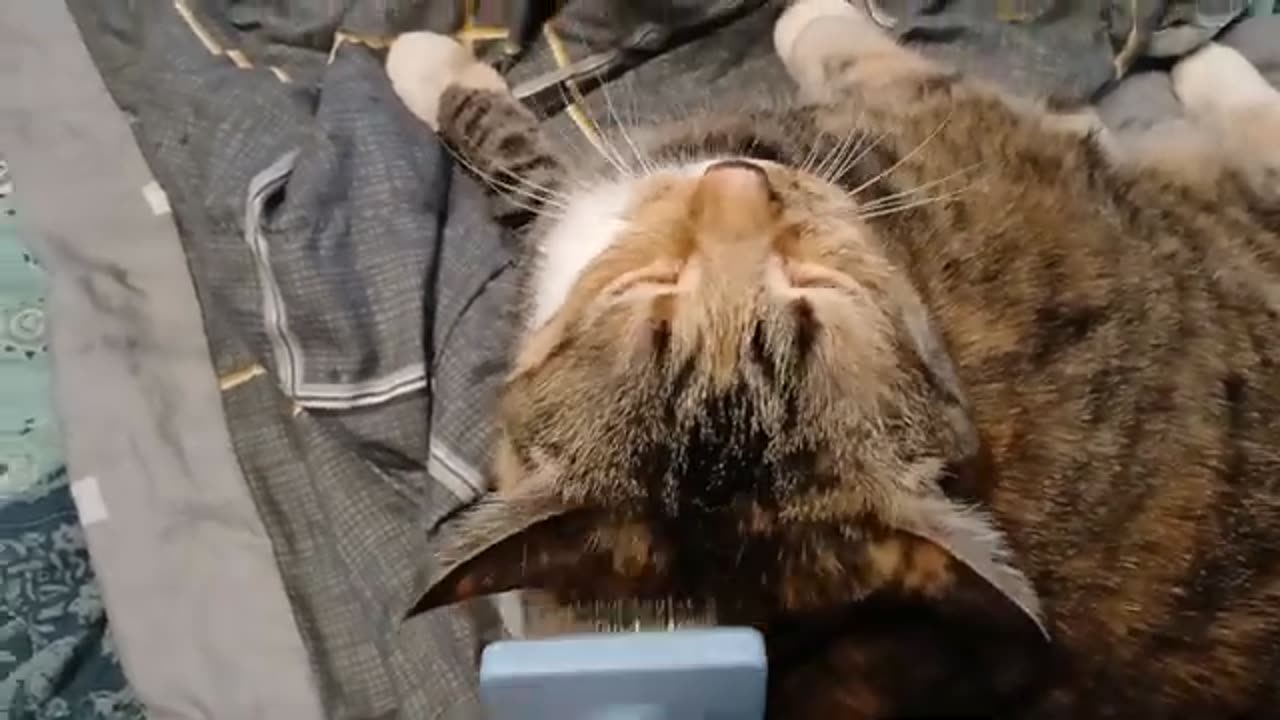 The Most Satisfying Cat Grooming Video You’ll Watch Today