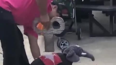 This dog is dressed up as a wind up elephant