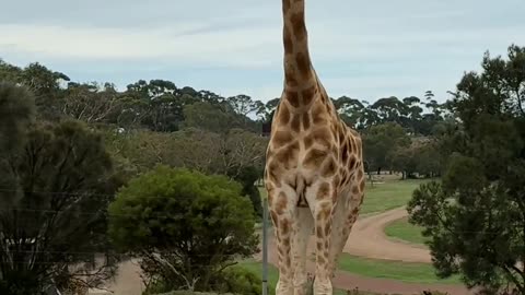 Giraffe at Australian Zoo #animals