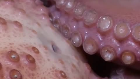 The Amazing Octopus: Nature’s Master of Disguise 🐙