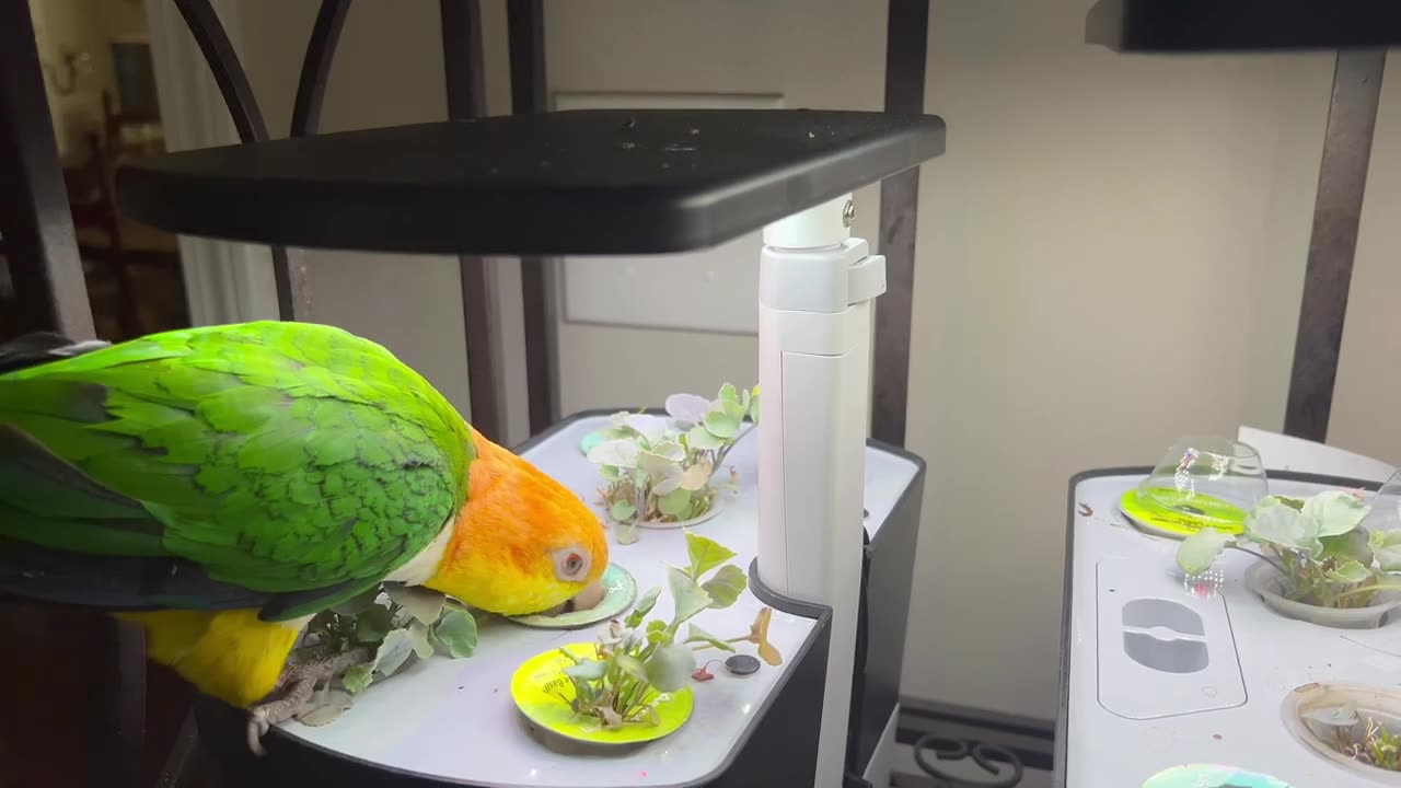 Do You Have A Salad Bar For Your Parrots?