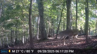 The Woods – 09/29/2025