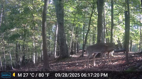 The Woods – 09/29/2025
