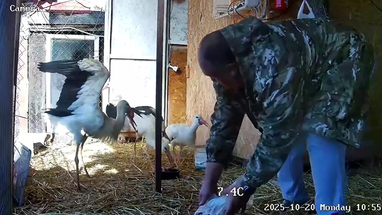 A very caring host towards the storks 🥰😋 A heart of gold 💛🧡❤