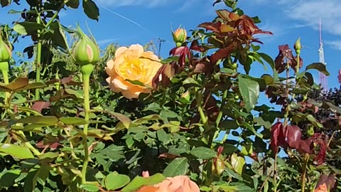 Forever Amber Roses are so pretty