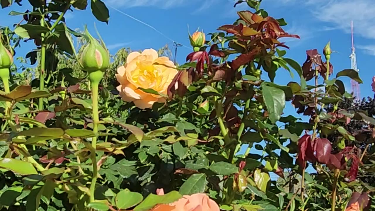 Forever Amber Roses are so pretty