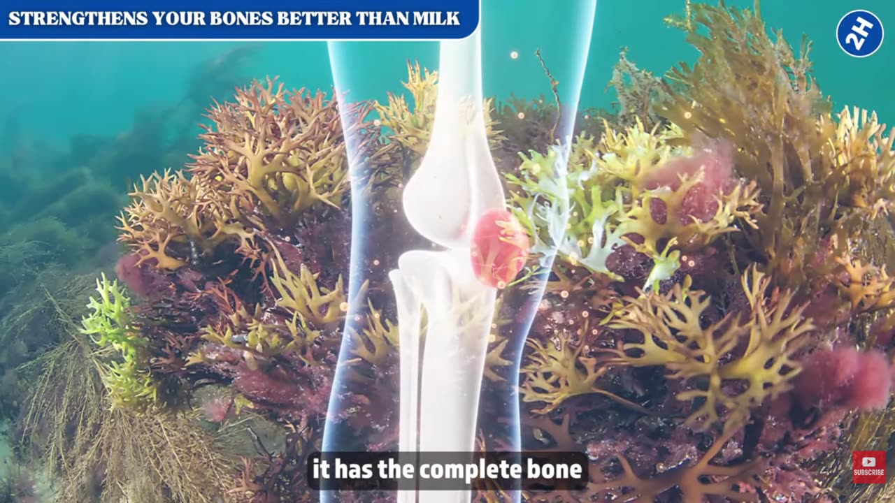 15 Sea Moss Benefits You’ve Never Heard Before (Dr. Sebi Was a Huge Fan)