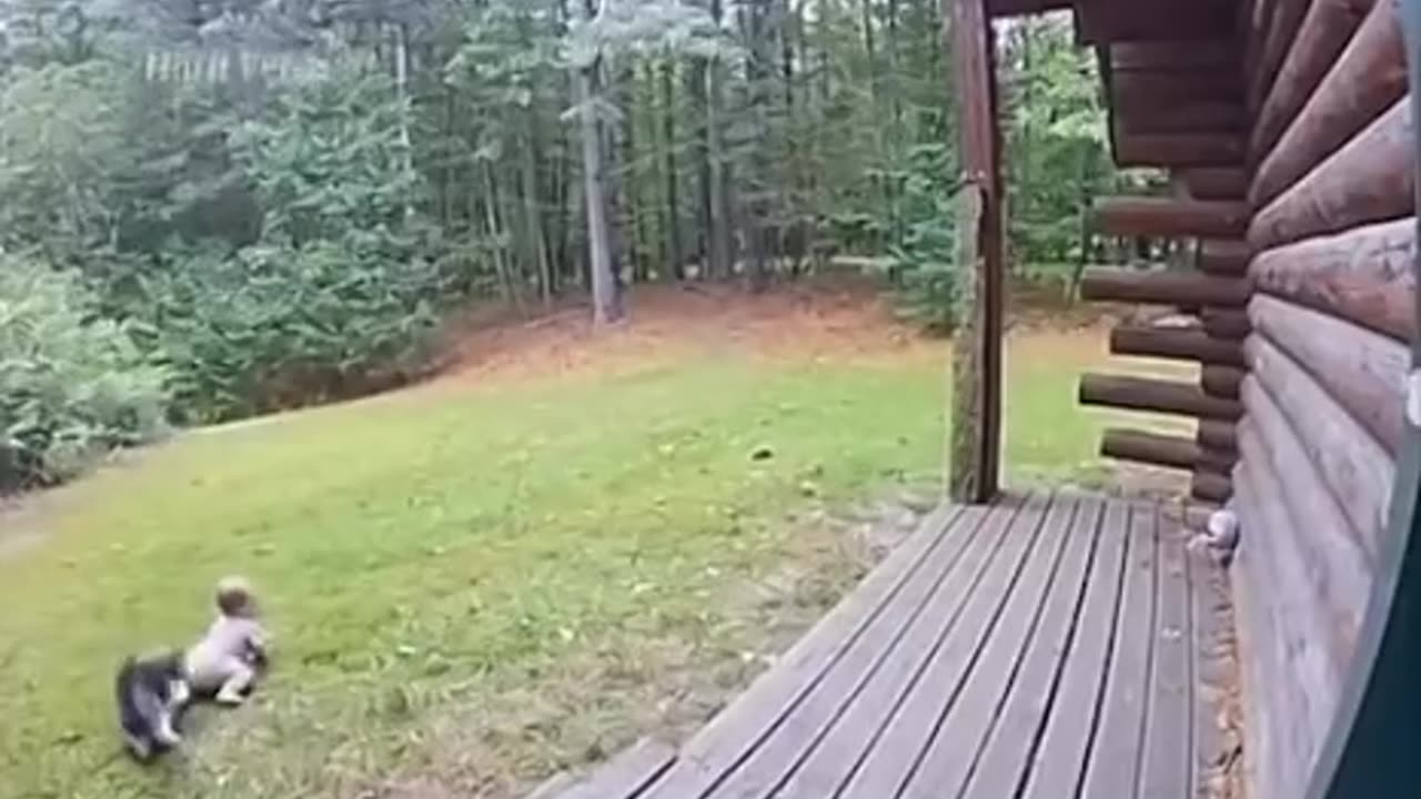 The superman cats are coming