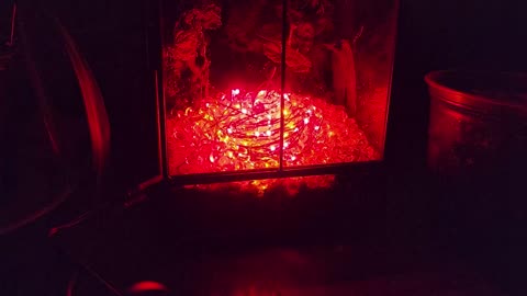 Jungle Terrarium Update