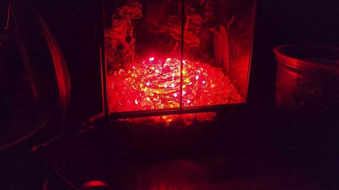 Jungle Terrarium Update