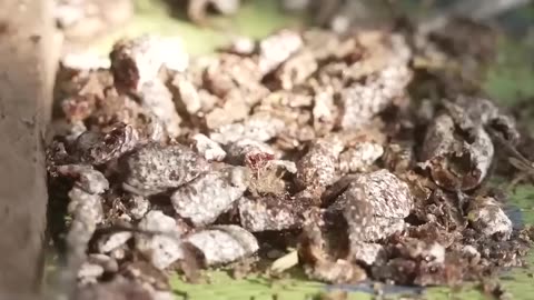 Have you ever eaten insect mucus