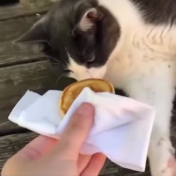 Difference between cats and dogs 🤣