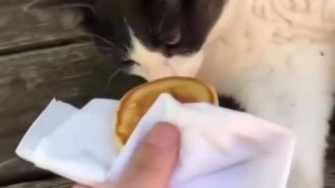 Difference between cats and dogs 🤣