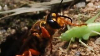 There's a Word for that - Sphexish