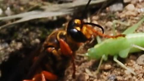 There's a Word for that - Sphexish